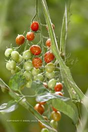 Image du Maroc Professionnelle de  Avec l'introduction des cultures sous abris serres, la région de Dakhla est devenue en très peu de temps célèbre pour ces productions de fruits et légumes destinés à l’export.  Sous d’immenses serres, la production des tomates en grappes bénéficie d’un climat phénoménalement ensoleillé, tempéré et régulier, Mardi 21 Novembre 2006. (Photo / Abdeljalil Bounhar)